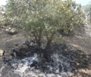 لرستان در آستانه تابستانی پرخطر؛ آتش و خشکسالی دوگانه مرگبار زاگرس لرستان در آستانه تابستانی پرخطر؛ آتش و خشکسالی دوگانه مرگبار زاگرس