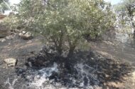 لرستان در آستانه تابستانی پرخطر؛ آتش و خشک‌سالی دوگانه مرگبار زاگرس
