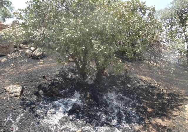 لرستان در آستانه تابستانی پرخطر؛ آتش و خشک‌سالی دوگانه مرگبار زاگرس