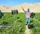 پاسخ صرفه‌جویانه کشاورزی خراسان رضوی به کم‌آبی و گرانی