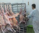 ۸۹ گروه دامپزشکی در اصفهان بر ذبح دام‌ قربانی نظارت می‌کنند