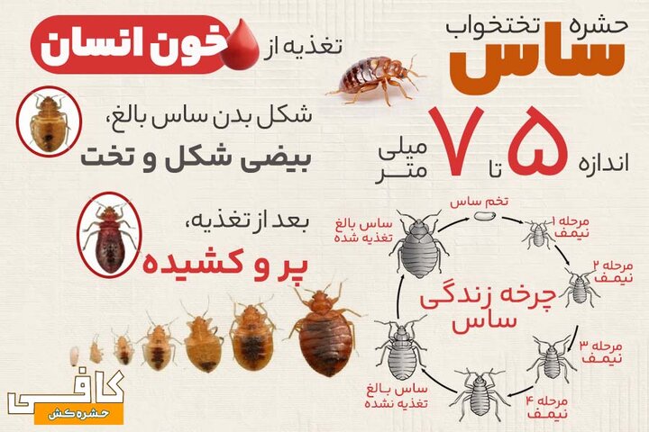 آموزش سمپاشی ساس تختخوابی با سم قوی ساس‌کش بدون تخلیه منزل