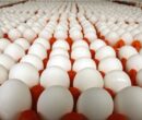 صادرات بیش از هزار تن تخممرغ از قزوین صادرات بیش از هزار تن تخممرغ از قزوین