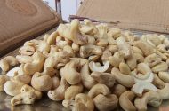 درمان آلرژی به بادام زمینی با پیوند مدفوع
