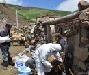 سمیعیان: پیشگیری تنها راه مقابله با بیماری مرگبار هاری است