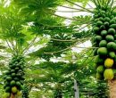 پاپایاهای ایرانی از دل شمال به بازار رسیدند؛ روایت یک کارآفرینی متفاوت پاپایاهای ایرانی از دل شمال به بازار رسیدند؛ روایت یک کارآفرینی متفاوت