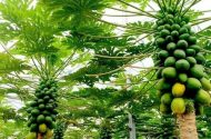 پاپایاهای ایرانی از دل شمال به بازار رسیدند؛ روایت یک کارآفرینی متفاوت