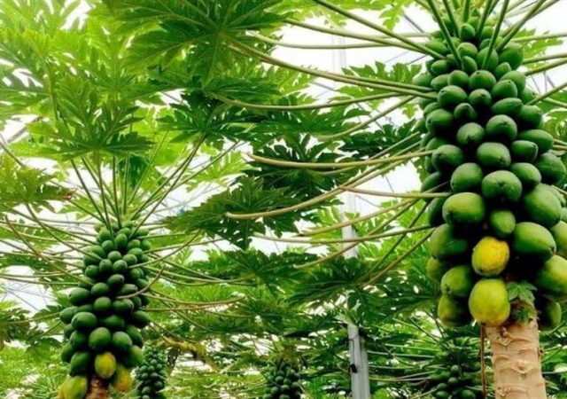 پاپایاهای ایرانی از دل شمال به بازار رسیدند؛ روایت یک کارآفرینی متفاوت