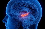 کوچک شدن مرکز حافظه مغز در افراد افسرده