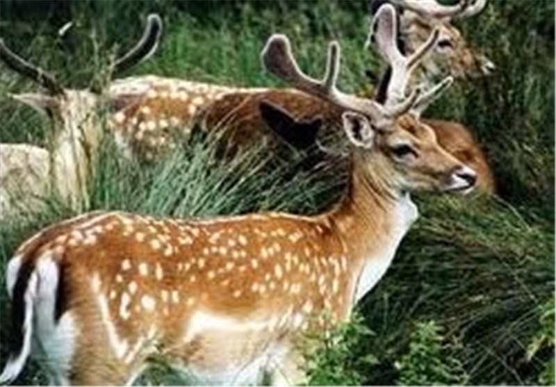 ببینید| فصل عاشقانه مرالها/ رجزخوانی گوزنهای قرمز در گاوبانگی اخبار استان مازندران , اخبار ساری , نظام مسائل استان , نظام مسائل استان مازندران ,