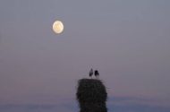 «خانه‌ای برای لک‌لک‌ها» آماده نمایش شد