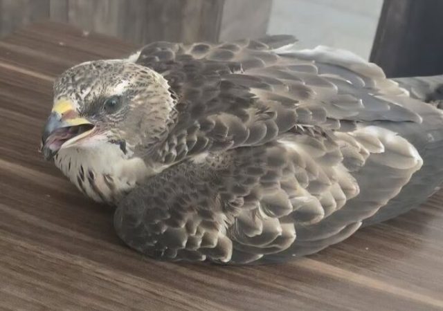 «سارگپه جنگلی» برای نخستین بار در بهاباد ثبت شد