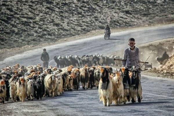 عشایر میان کوچ و بروکراسی؛ قوانین دست‌وپاگیر بر سر راه زندگی