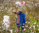 مرگ تدریجی یک محصول راهبردی/ سقوط آزاد ‌پنبه/ چه برسر «طلای سفید» آمد؟
