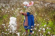 مرگ تدریجی یک محصول راهبردی/ سقوط آزاد ‌پنبه/ چه برسر «طلای سفید» آمد؟