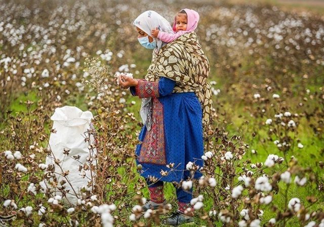مرگ تدریجی یک محصول راهبردی/ سقوط آزاد ‌پنبه/ چه برسر «طلای سفید» آمد؟