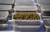 از تفریح تا عادی‌سازی؛ پشت پرده تغییر نگرش به مصرف «گل»