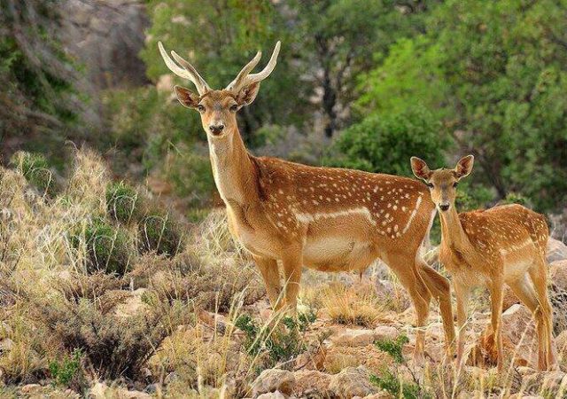 حیات‌وحش یزد در پناه قرق‌گاه‌ها جان گرفت